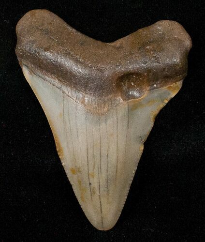 Juvenile Megalodon Tooth #16610